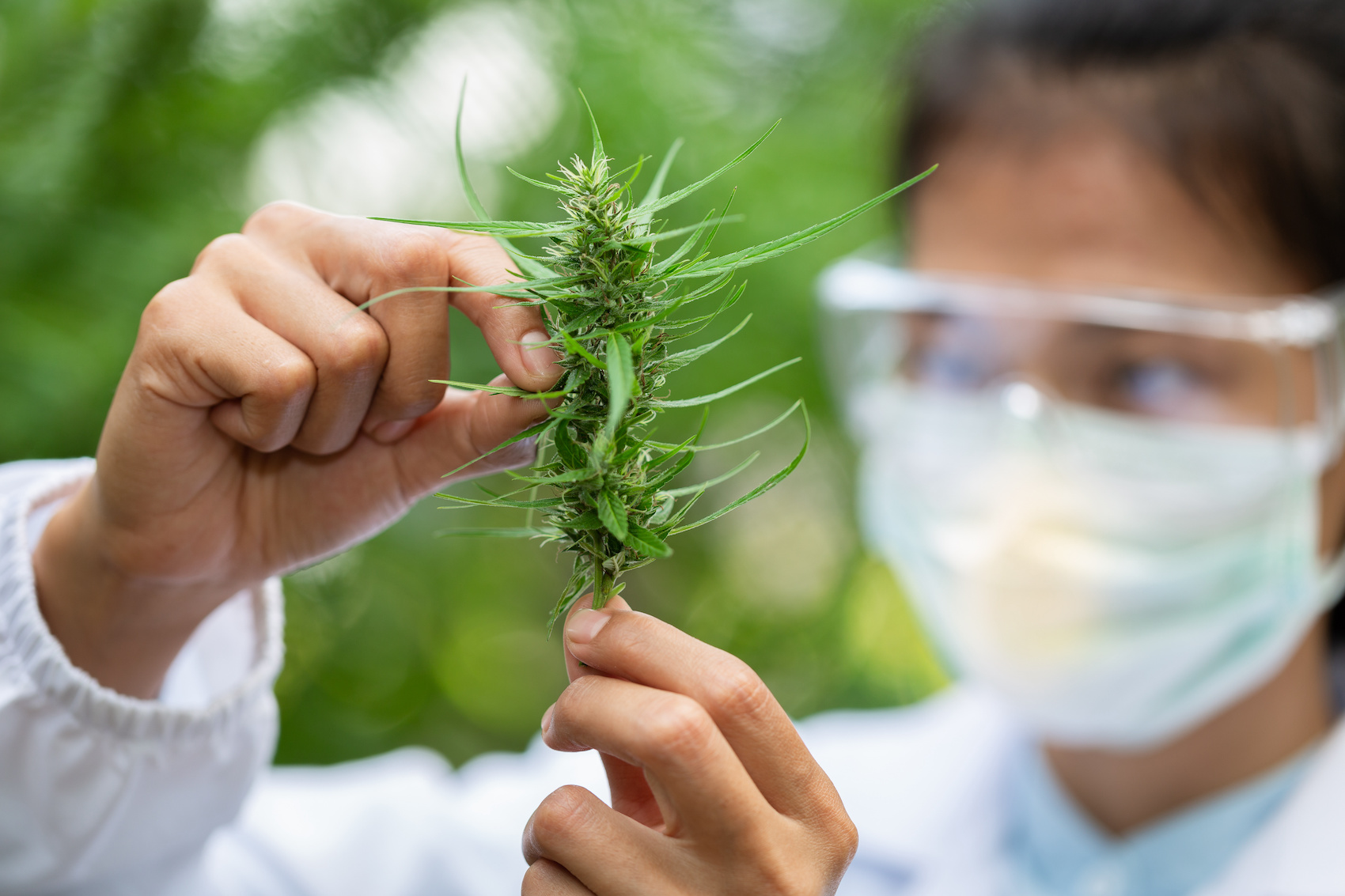Researchers analyzing cannabis plant
