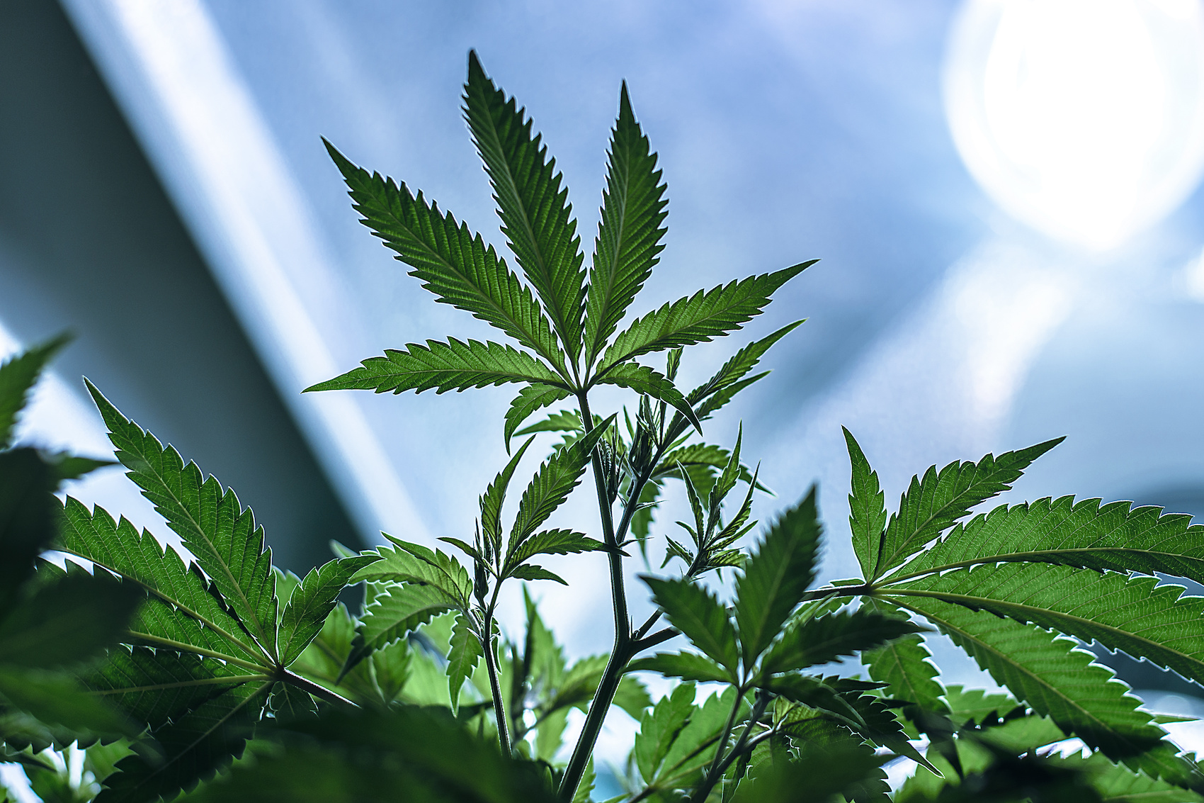 Growing medicinal marijuana plant