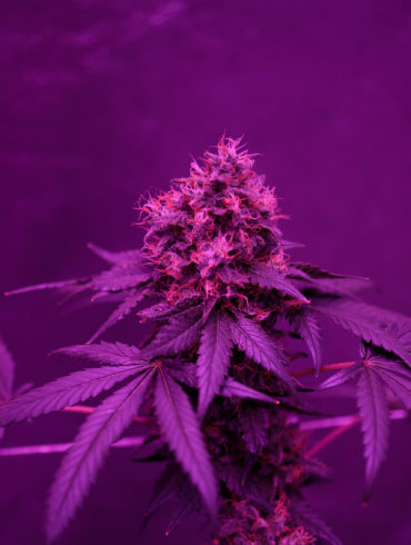 THC rich cannabis plant