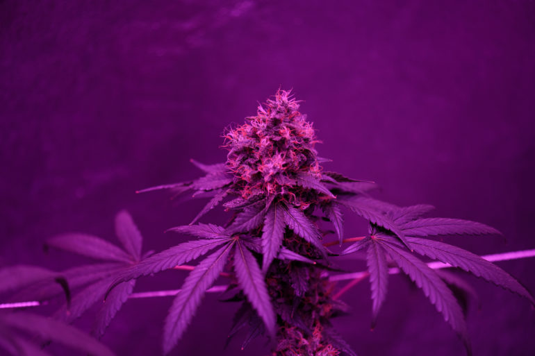 THC rich cannabis plant