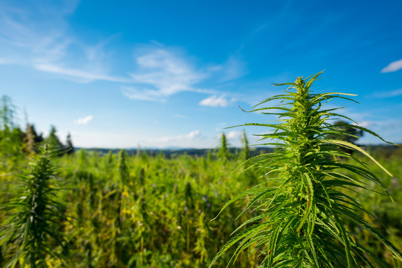 25 Cool Facts About Hemp You Didn't Know - CBD Oracle