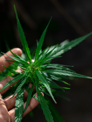 Marijuana plant rich in CBDV