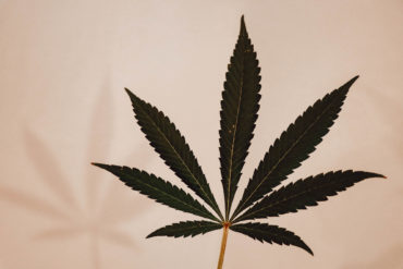 Leaf of cannabis plant
