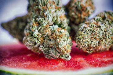 Cannabis flower strain terpenes