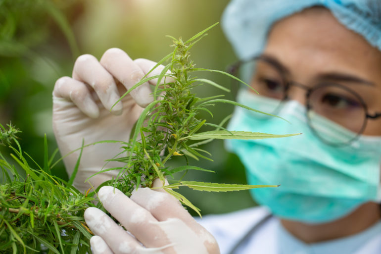 Benefits of marijuana plant
