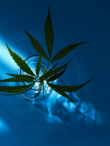CBN rich cannabis plant