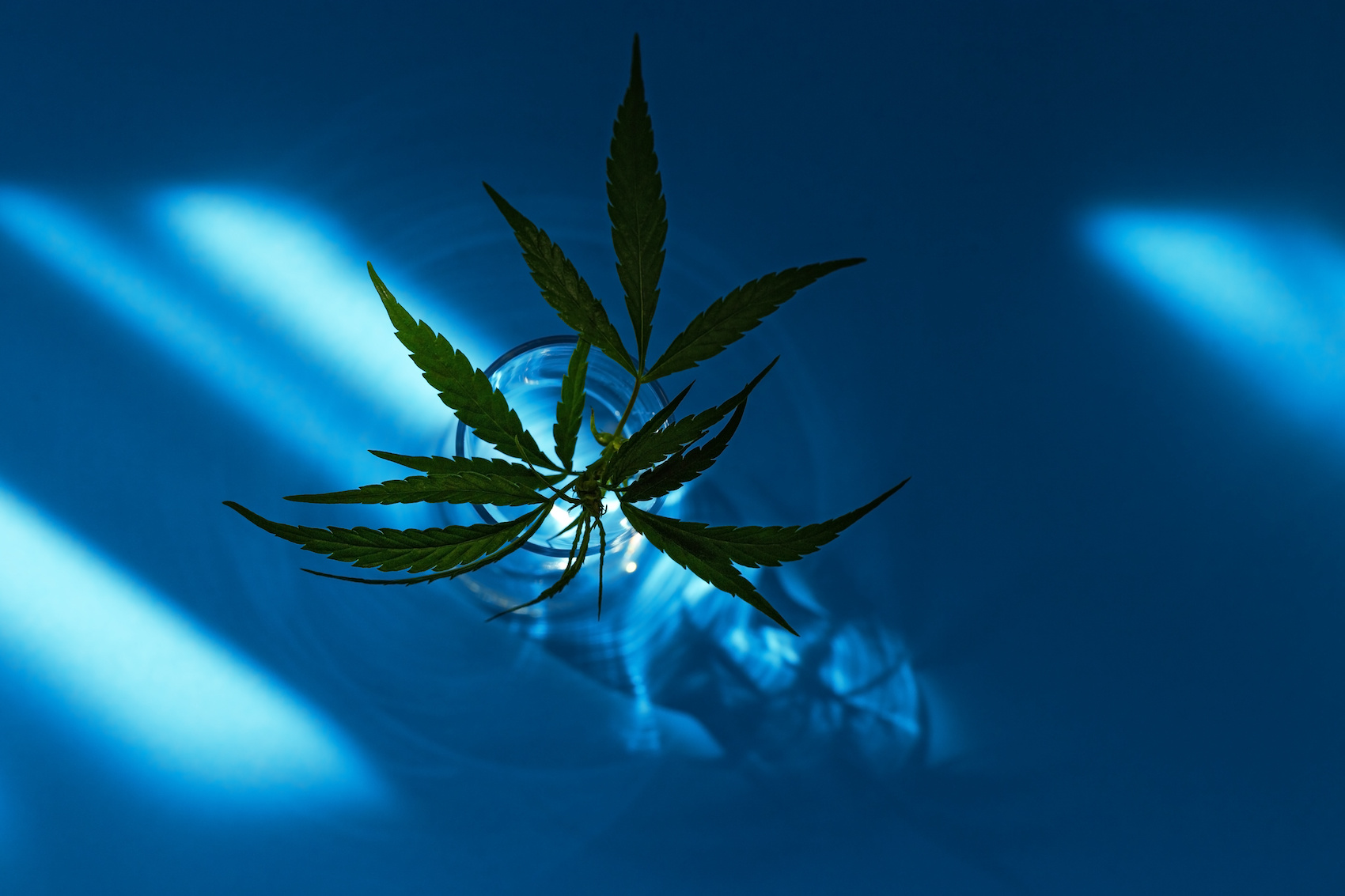 CBN rich cannabis plant