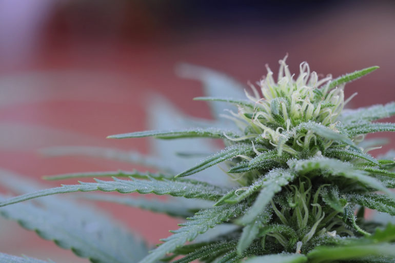 Cannabinoids in cannabis plant