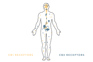 Endocannabinoid system graphic