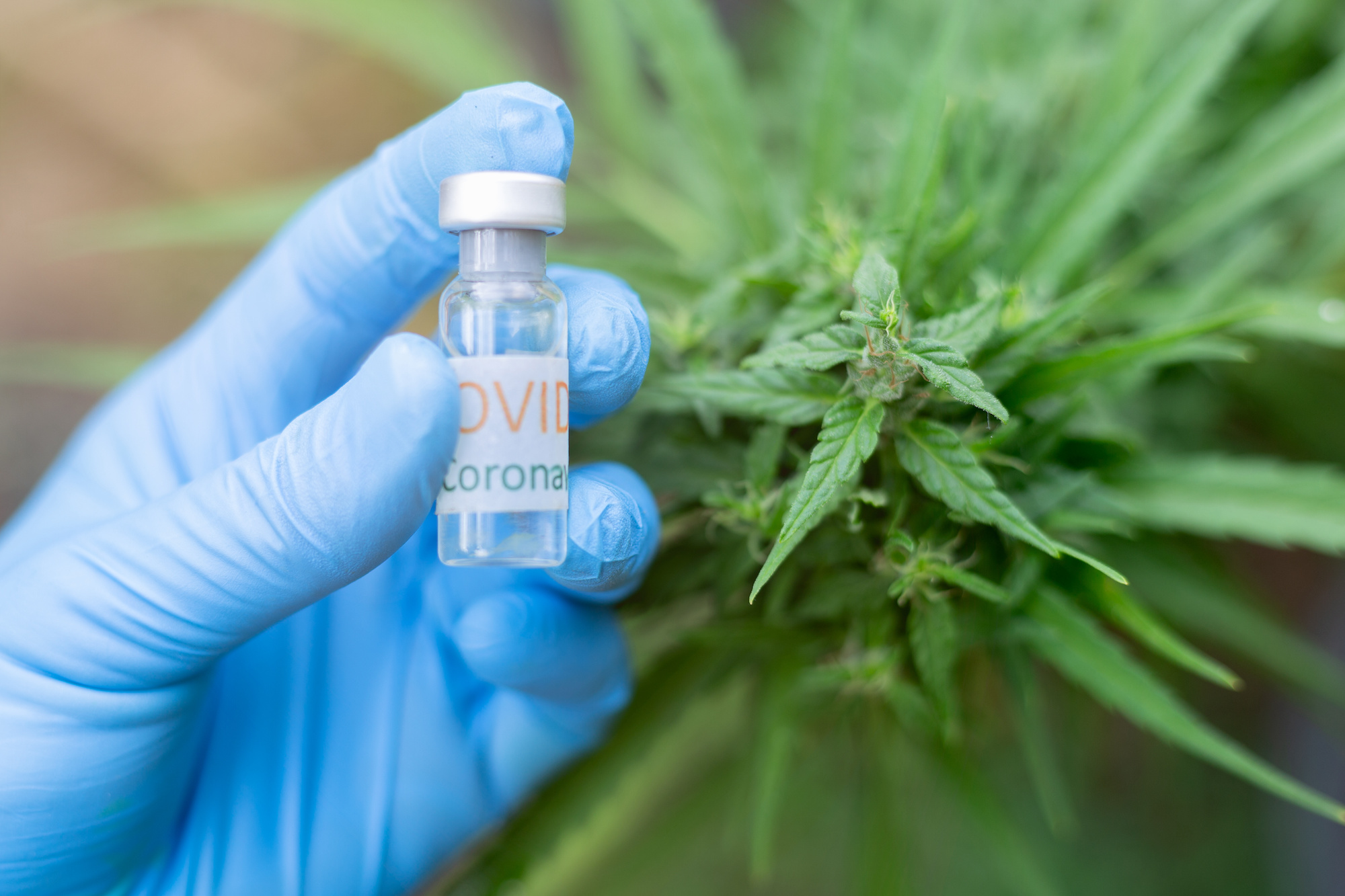 Scientist holding Covid vaccine next to cannabis plant