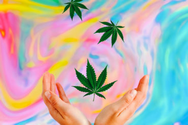 Marijuana leaves colorful background