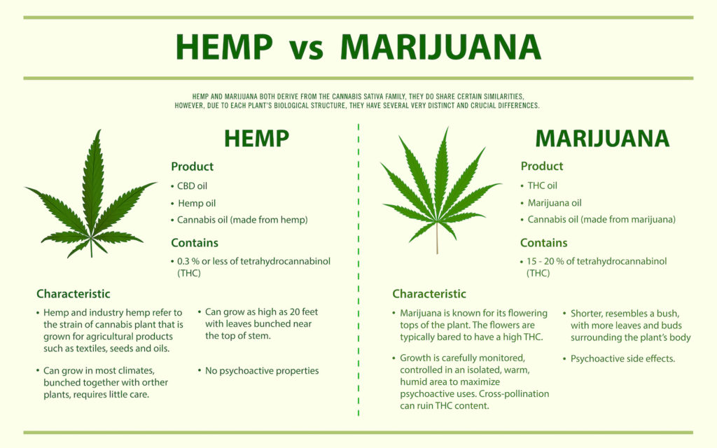Difference between hemp and marijuana
