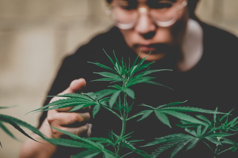 Marijuana plant vs hemp plant