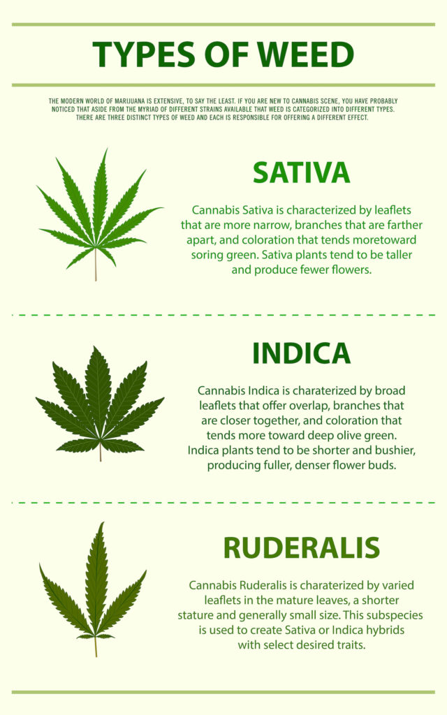 Three species of cannabis