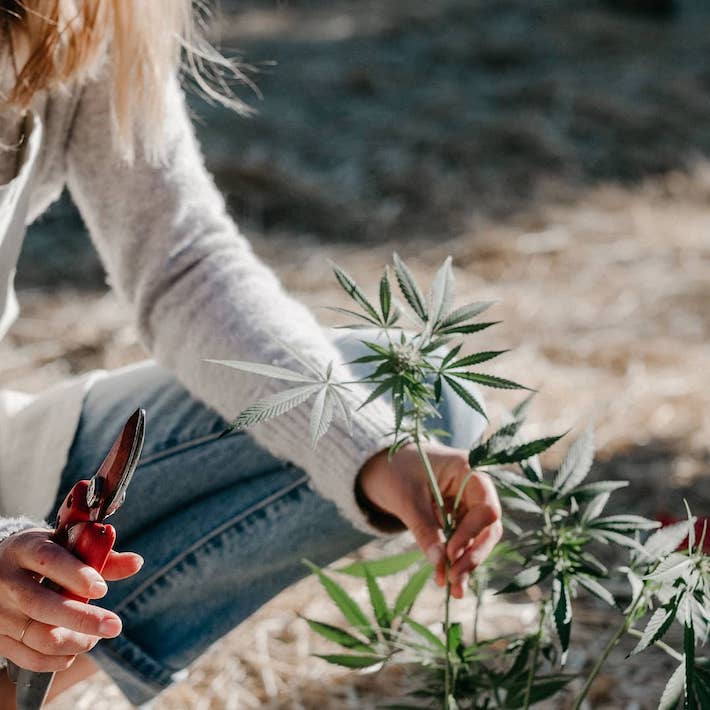 Marijuana plant grown outdoor