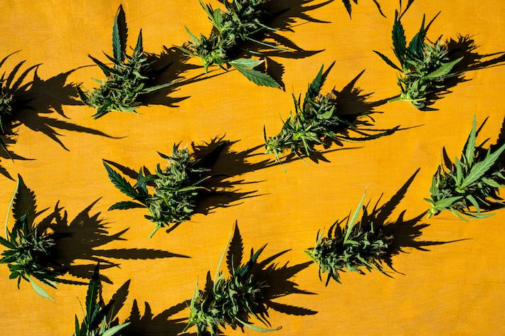 Cannabis grown in Georgia