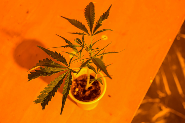 Marijuana plant with orange background