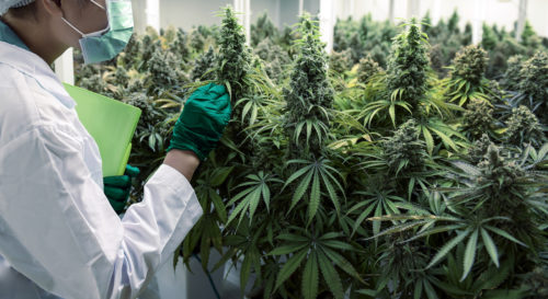 26 Cannabis Colleges And Universities Offering Certificates And Degrees