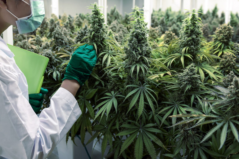 Cannabis education training marijuana plant