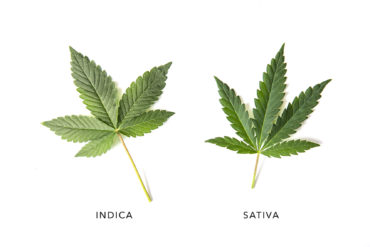 Indica vs Sativa cannabis strains