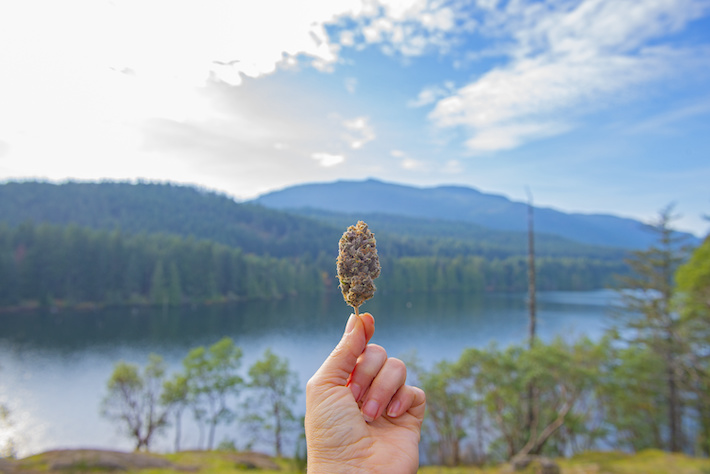 Marijuana flower with Colorado landscape background