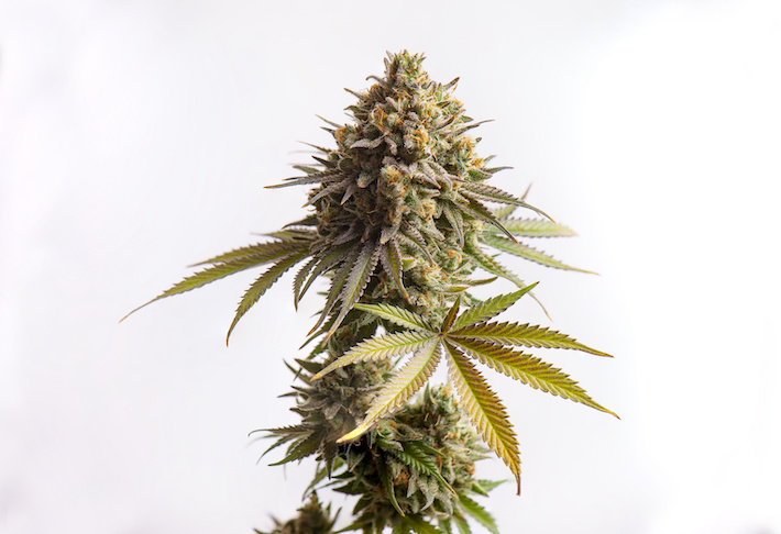 Cannabis sativa strain plant