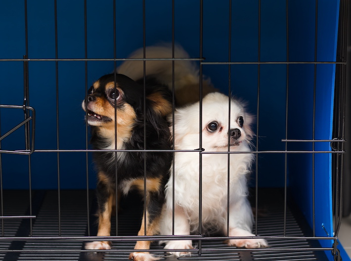Anxious dogs in a cage