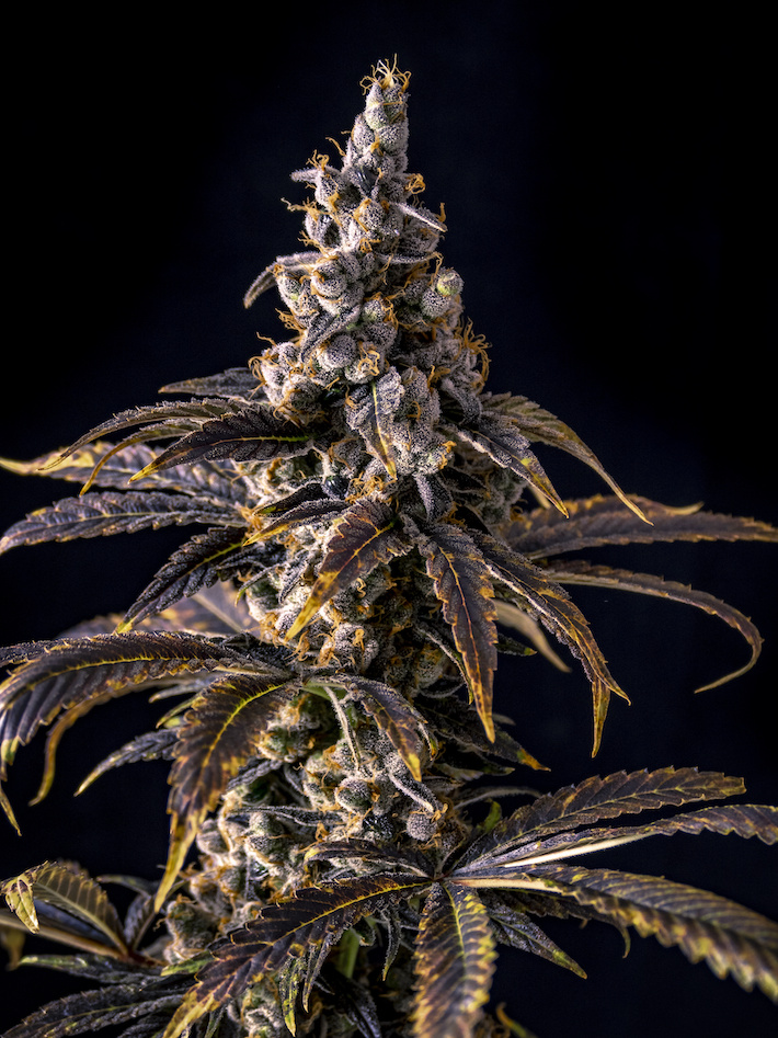 CBD rich cannabis flower strain