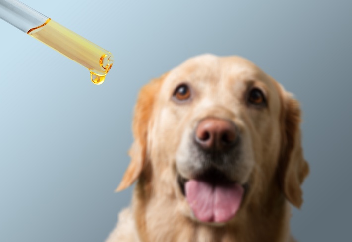 Giving CBD oil to dog
