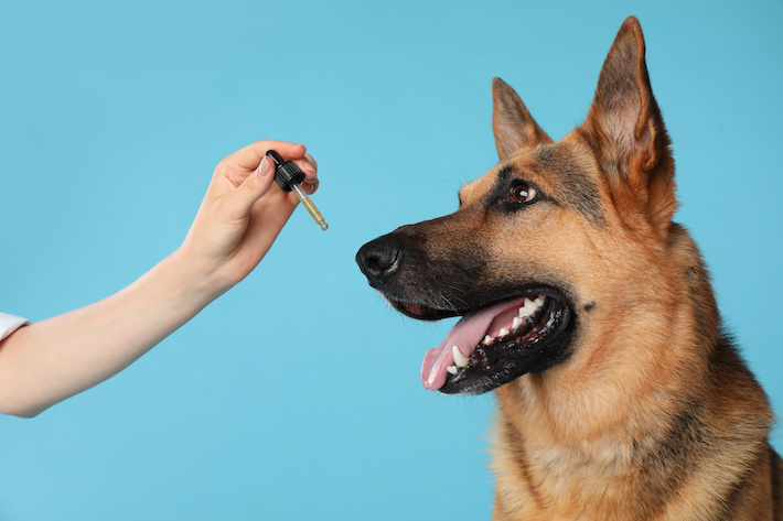 Giving CBD tincture to German Shepherd dog