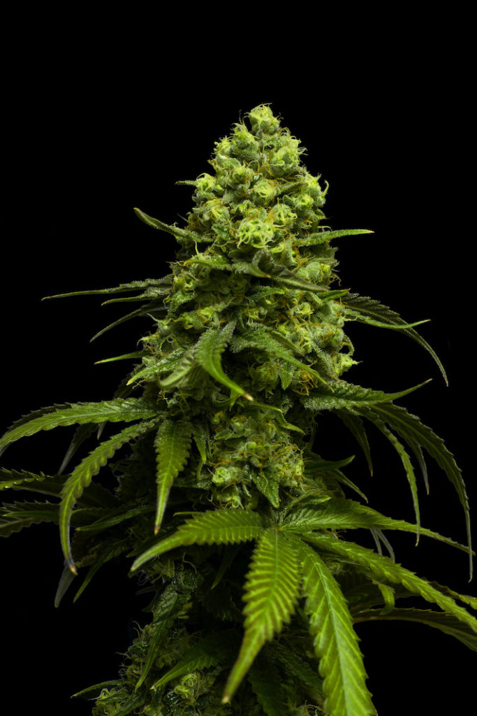 CBD derived from cannabis plant