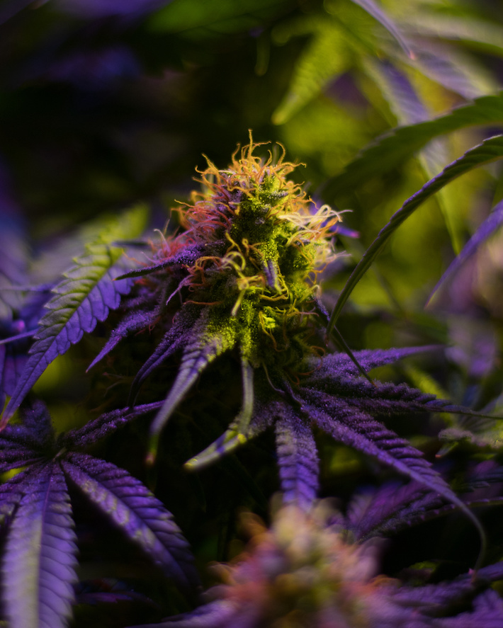 Medical marijuana legally cultivated in Arizona