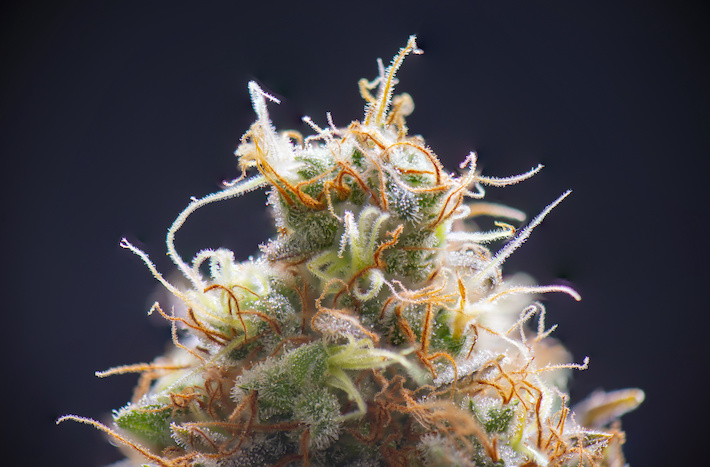 Cannabis flower with CBCV cannabinoid