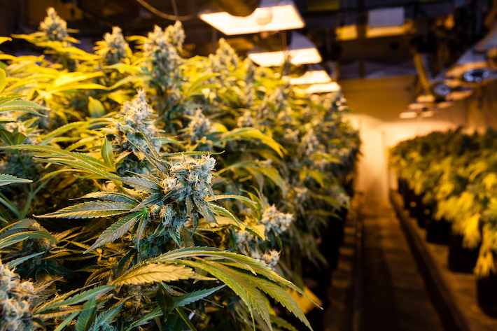 CBDP rich marijuana flower strains