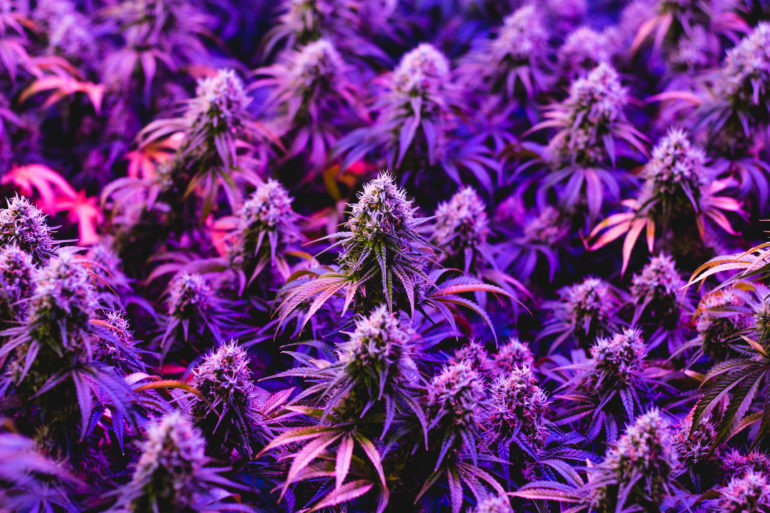 CBDP cannabinoid in cannabis plant
