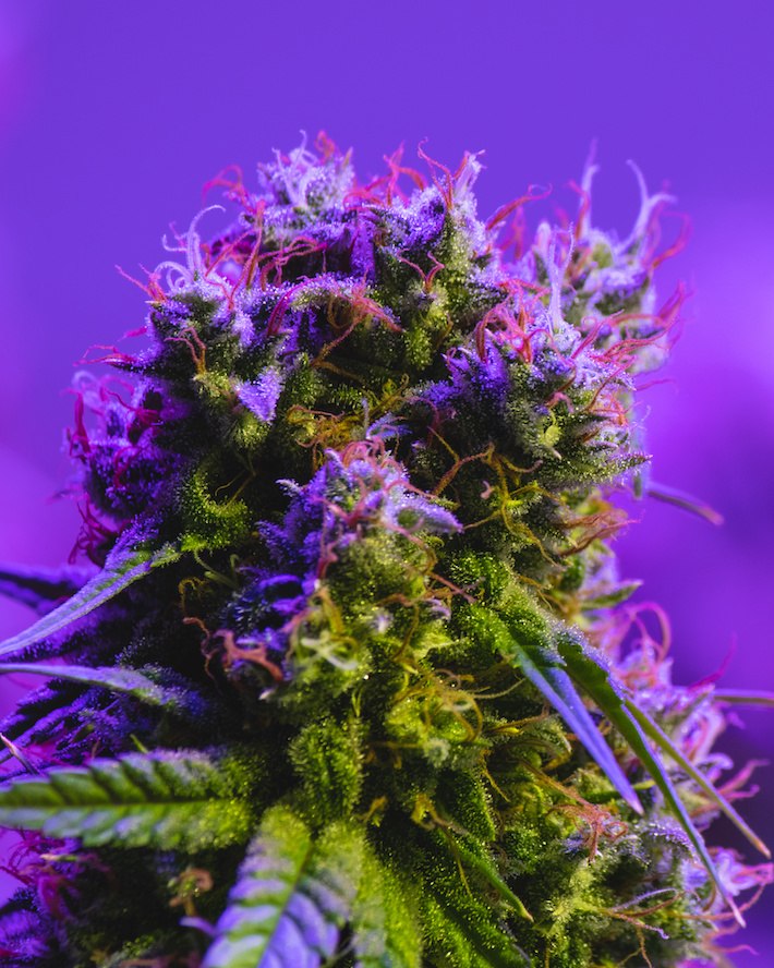 CBDP-rich cannabis strain