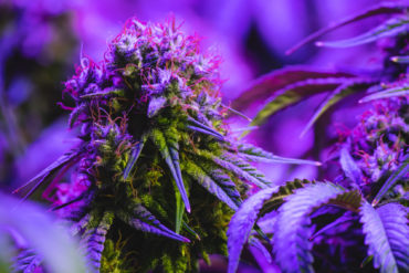 CBNA in cannabis plant