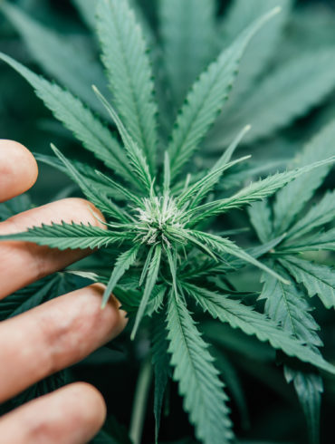 Marijuana plant with cannabicyclol cannabinoid