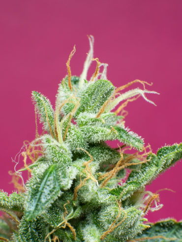 Marijuana plant with Delta 6a10a THC cannabinoid