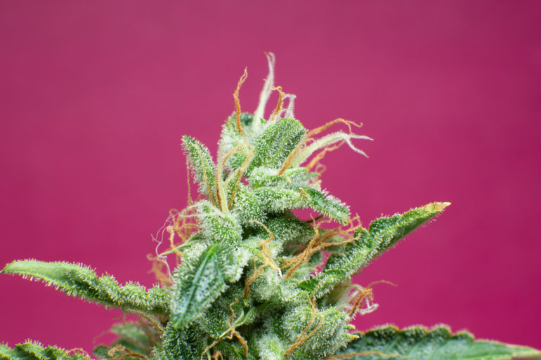 Marijuana plant with Delta 6a10a THC cannabinoid