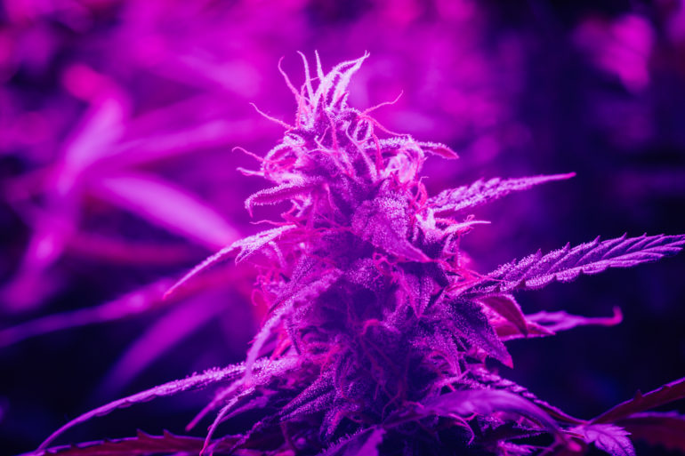 THC-C1 cannabinoid rich cannabis plant