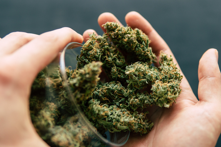 Marijuana plant rich in delta-9-thcc cannabinoid