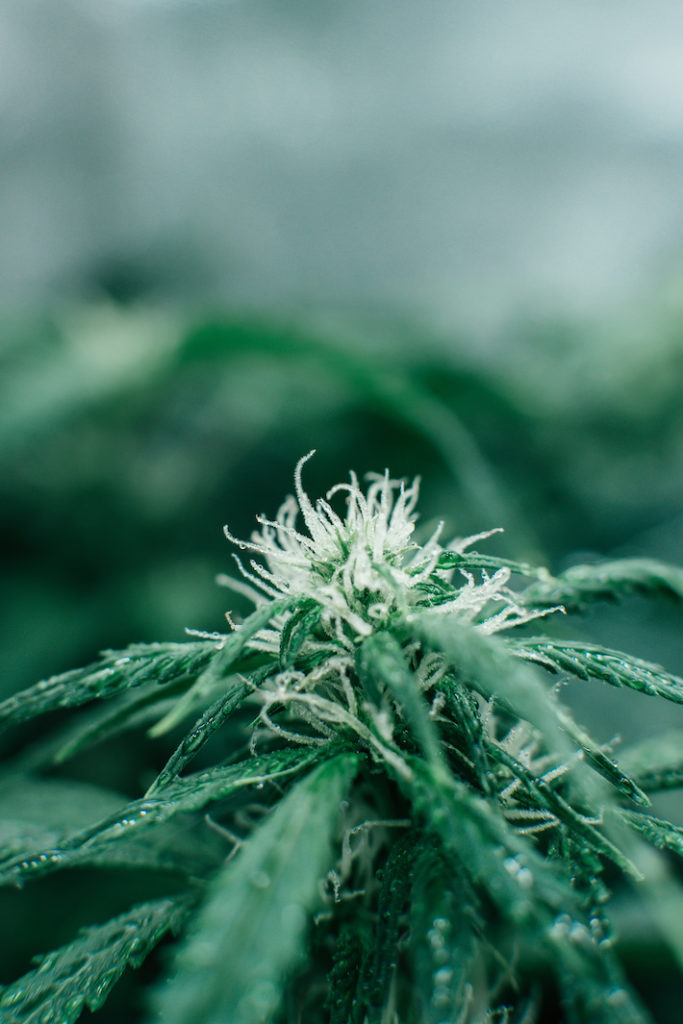 Cannabis plant rich in cannabicyclol cannabinoid
