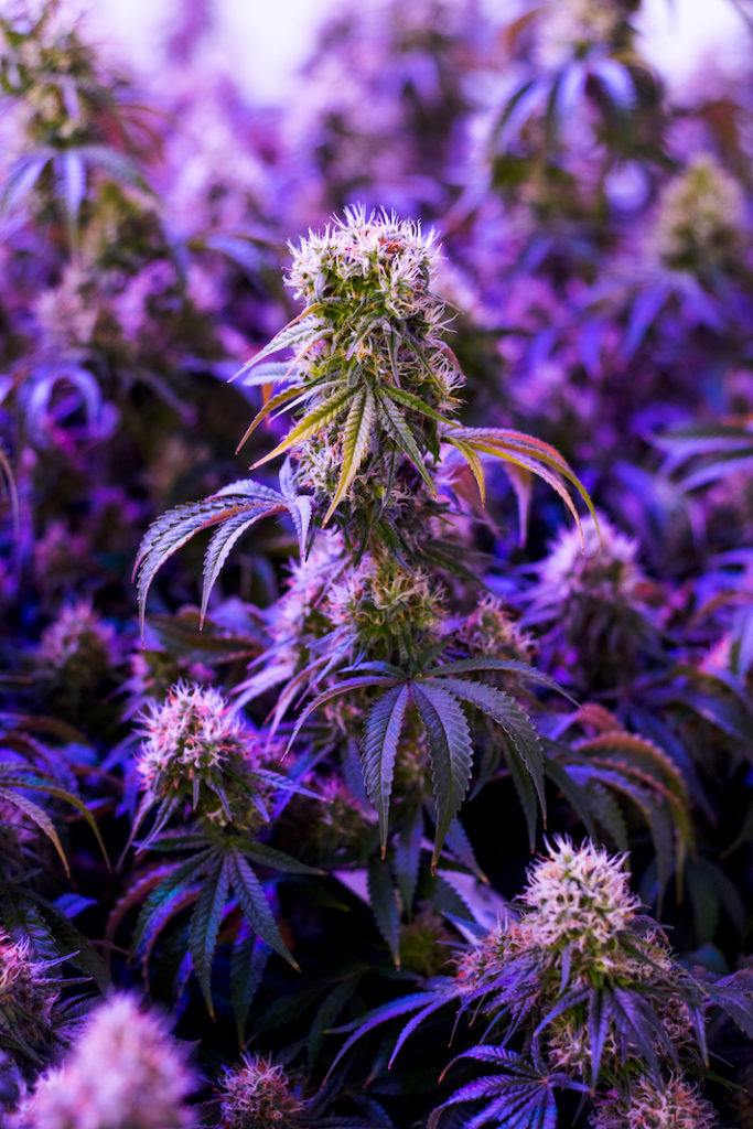 Close up shot of purple marijuana strain plant