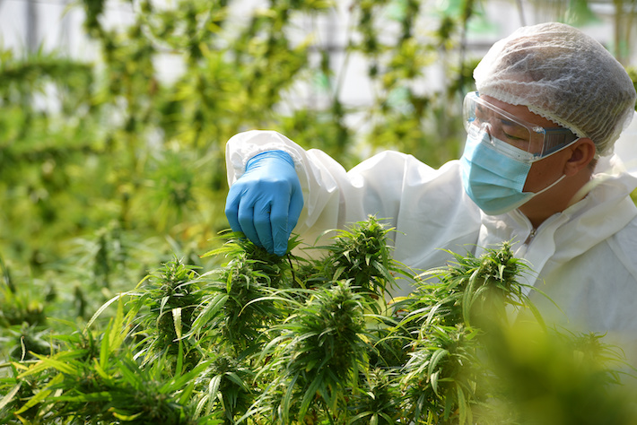 Researcher analyzing cannabis plant