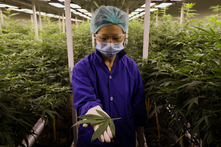 Scientist holding cannabis plant