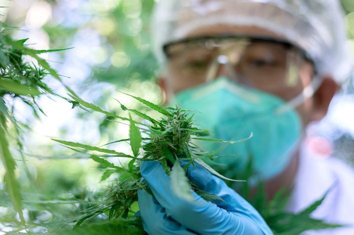 Scientist studying medical potential of CBD plant