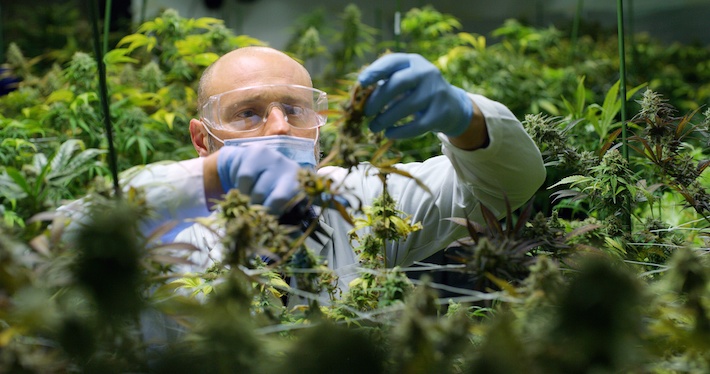 Scientist studying THC-C1 cannabinoid in cannabis plants