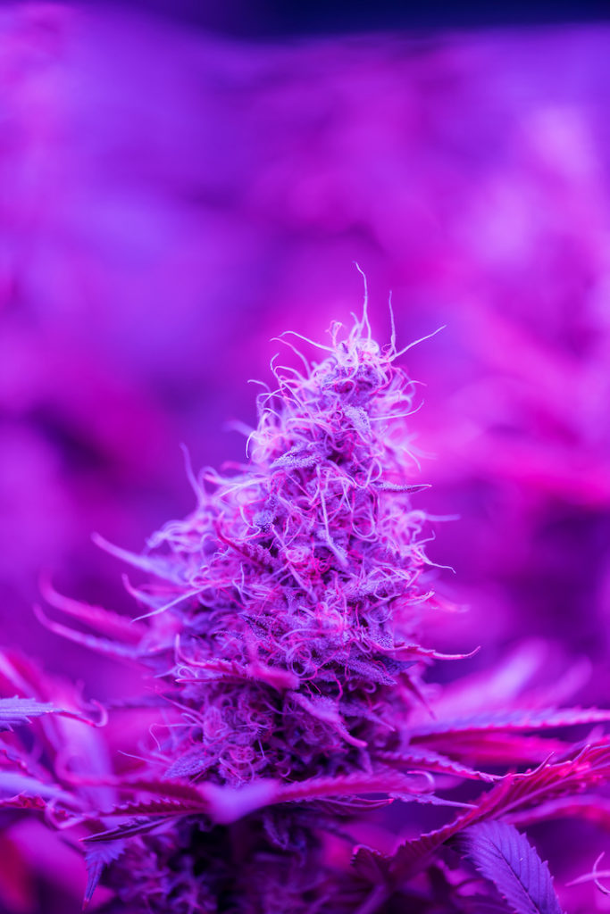 Marijuana plant rich in cannabinoids