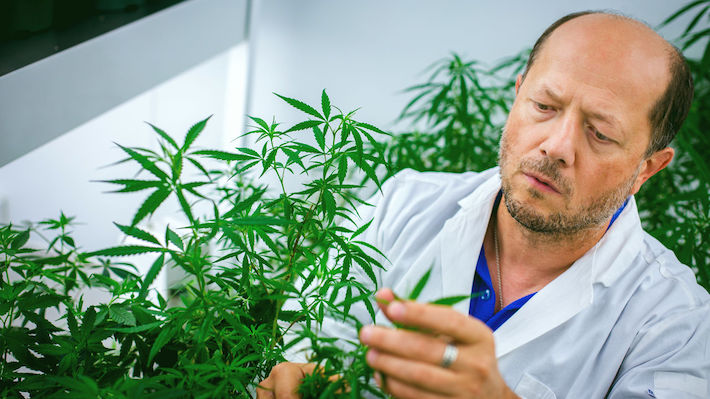 Scientist researching cannabis plant